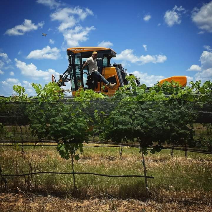 Man on yellow Pellenc grape harvester in Texas vineyard, green vines, blue sky