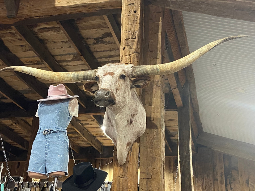 ORANGE WHITE SPECKLE LONGHORN MOUNT