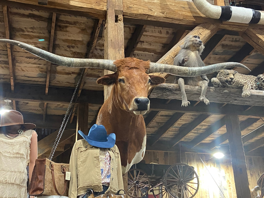 RED AND WHITE LONGHORN MOUNT