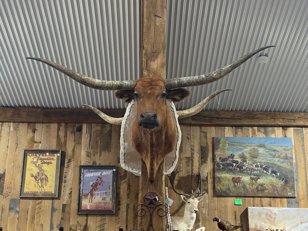 RED LONGHORN MOUNT