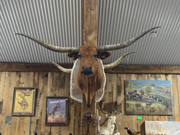 RED LONGHORN MOUNT