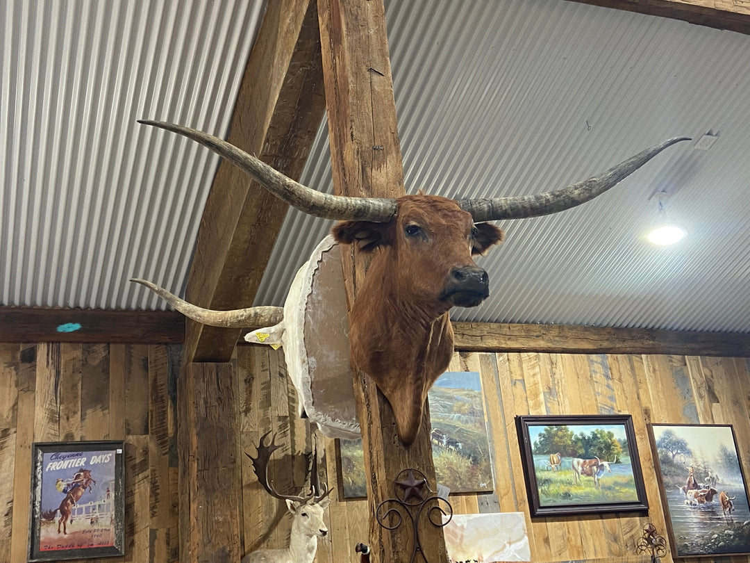 RED LONGHORN MOUNT