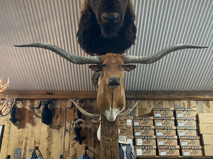 * SOLD * ORANGE WITH WHITE LONGHORN MOUNT