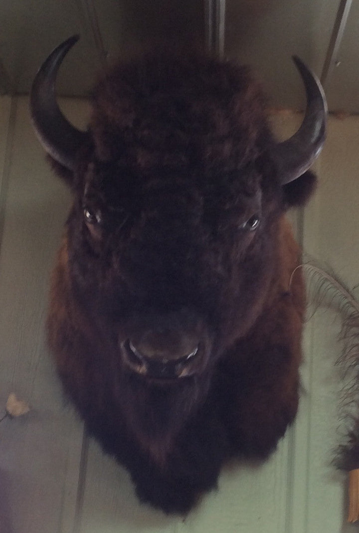 Bison - Buffalo Mount Large / Jumbo
